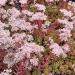 Perene: Sedum album coral carpet, slika2